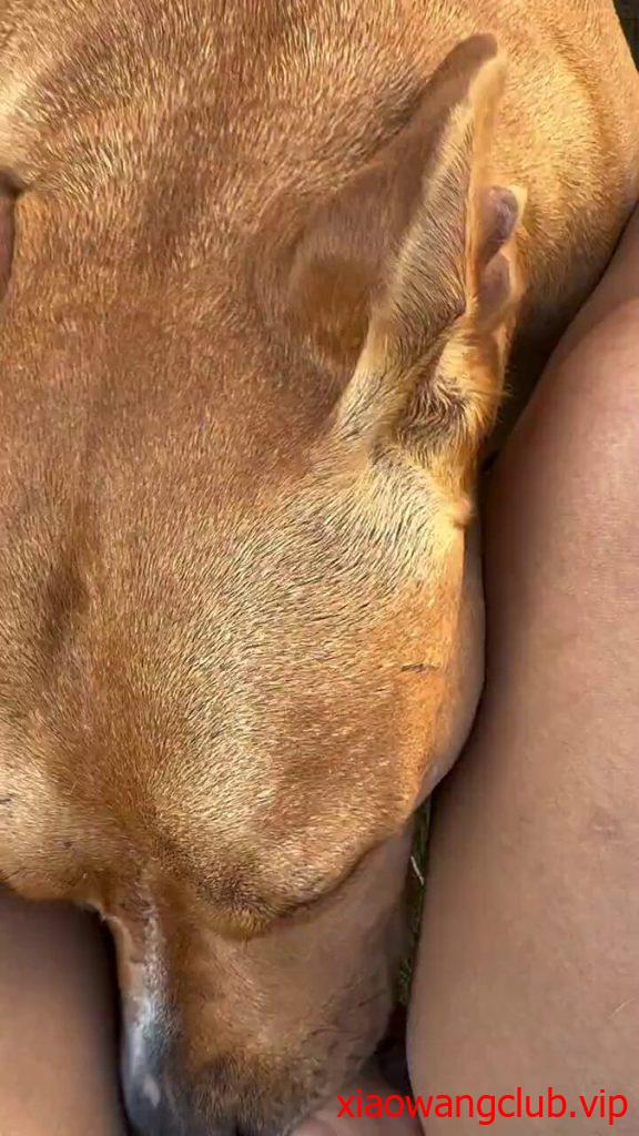 我承认这狗比我混的好